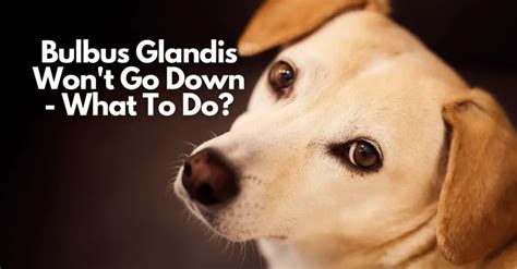 Pictures of Dog Bulbus Glandis: What it Looks Like on Dogs